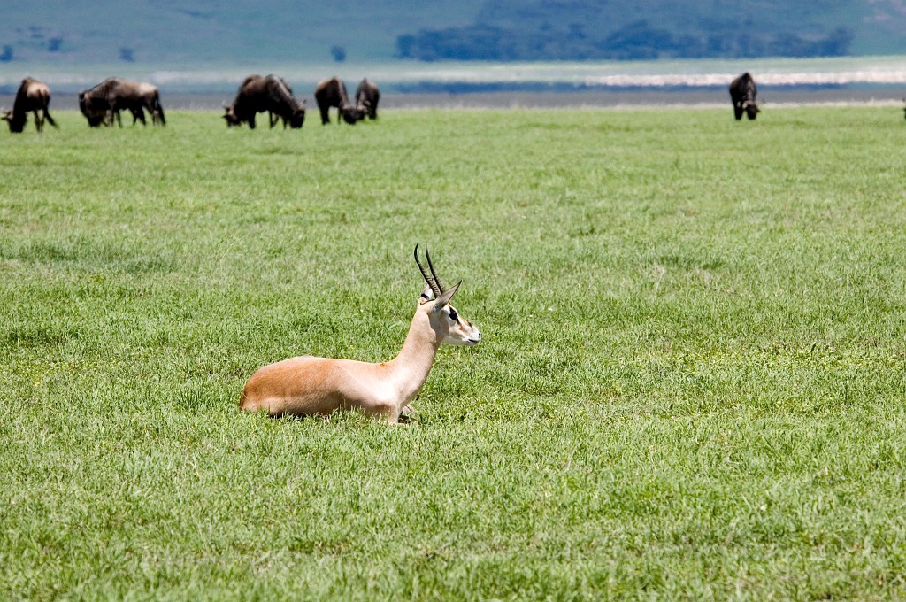 Ngorongoro Thomsons03.jpg - Thompson’s Gazelle (Gazella rufifrons), Tanzania March 2006